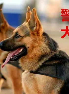 德牧幼犬德国牧羊犬正宗看家大型犬黑背狼狗弓背护院警犬牧犬1