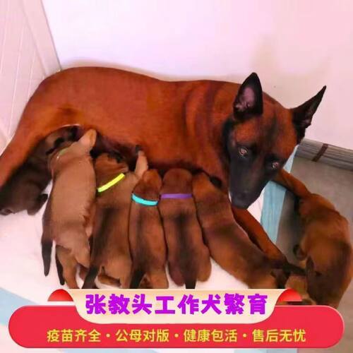 马犬幼犬纯种双血统爆红枣红色放牧犬警犬看护科马犬三个月马犬2