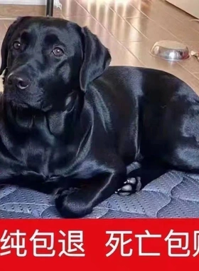 纯种拉布拉多幼犬黑色拉布拉多导盲犬神犬黑色拉布拉多幼犬
