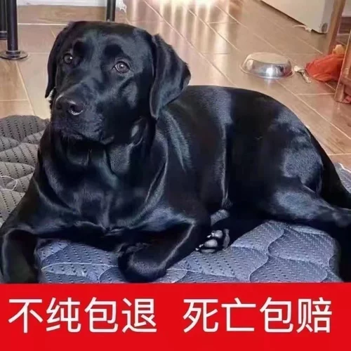纯种拉布拉多幼犬黑色拉布拉多导盲犬神犬黑色拉布拉多幼犬