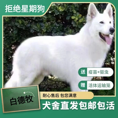 纯白幼犬白德牧幼崽白色瑞士牧羊犬大型放羊长毛赶羊看家狗狗包邮