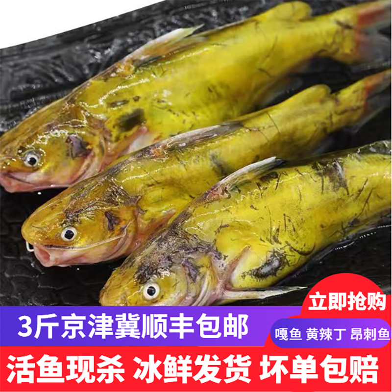 2-4条 500g 新鲜淡水鱼 鲜活嘎鱼 昂刺鱼黄颡鱼 黄辣丁 黄骨鱼