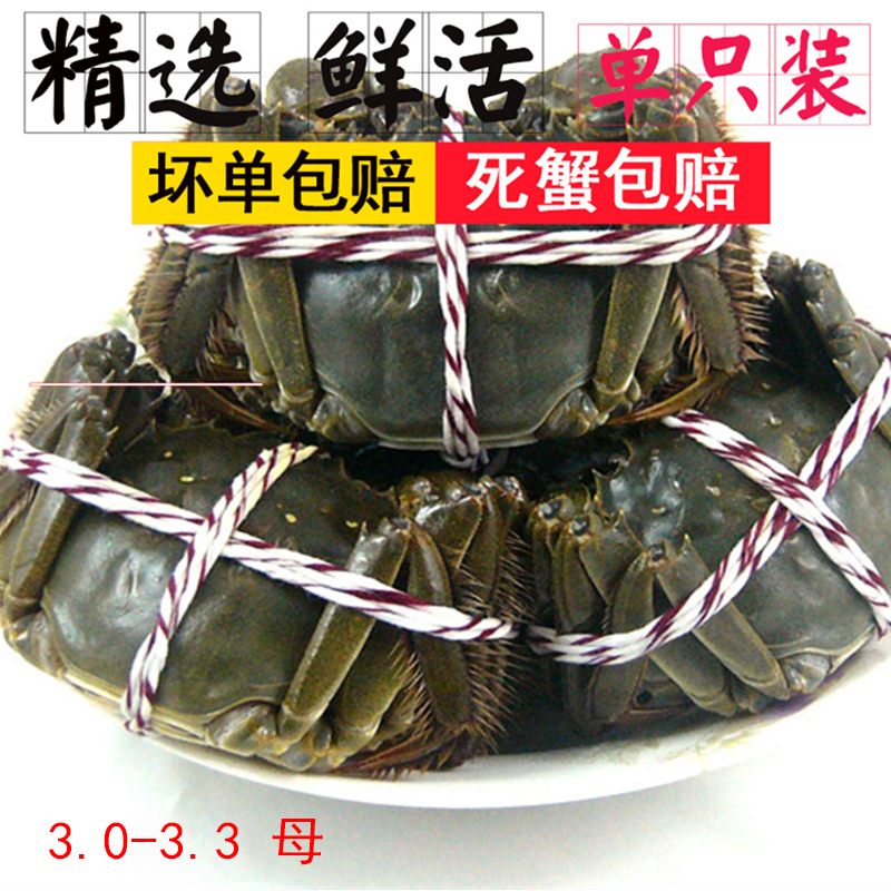 单只母3.0-3.3 鲜活大闸蟹 精品螃蟹 现货河蟹 满黄满肉 3只起拍