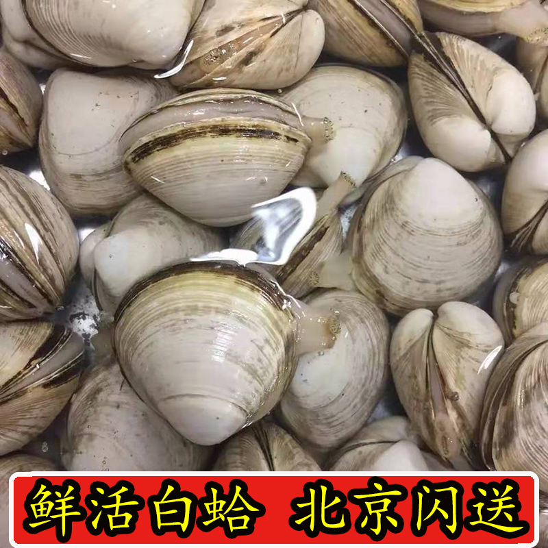 海鲜水产鲜活贝类白蛤野生蛤蜊 青蛤花蛤 白蚬子 500克北京闪送