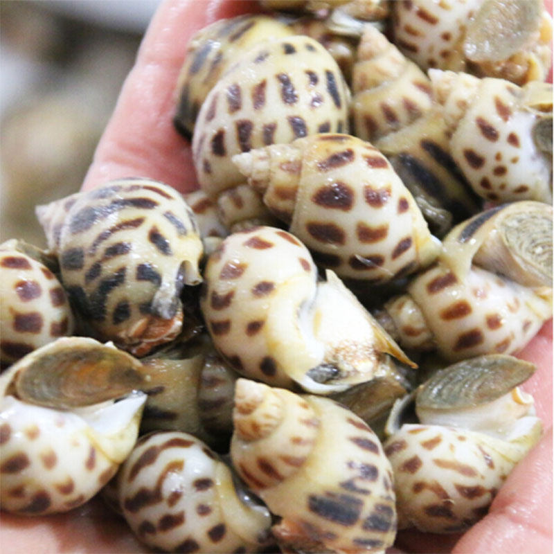 北京满额闪送 海南新鲜花螺鲜活海螺东风螺营养美味海鲜贝类500g