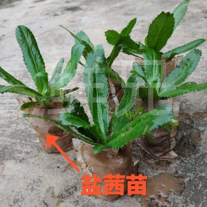 广西野生土香菜苗盐茜刺芹大叶香菜根假芫荽种苗泰国食用老缅香菜