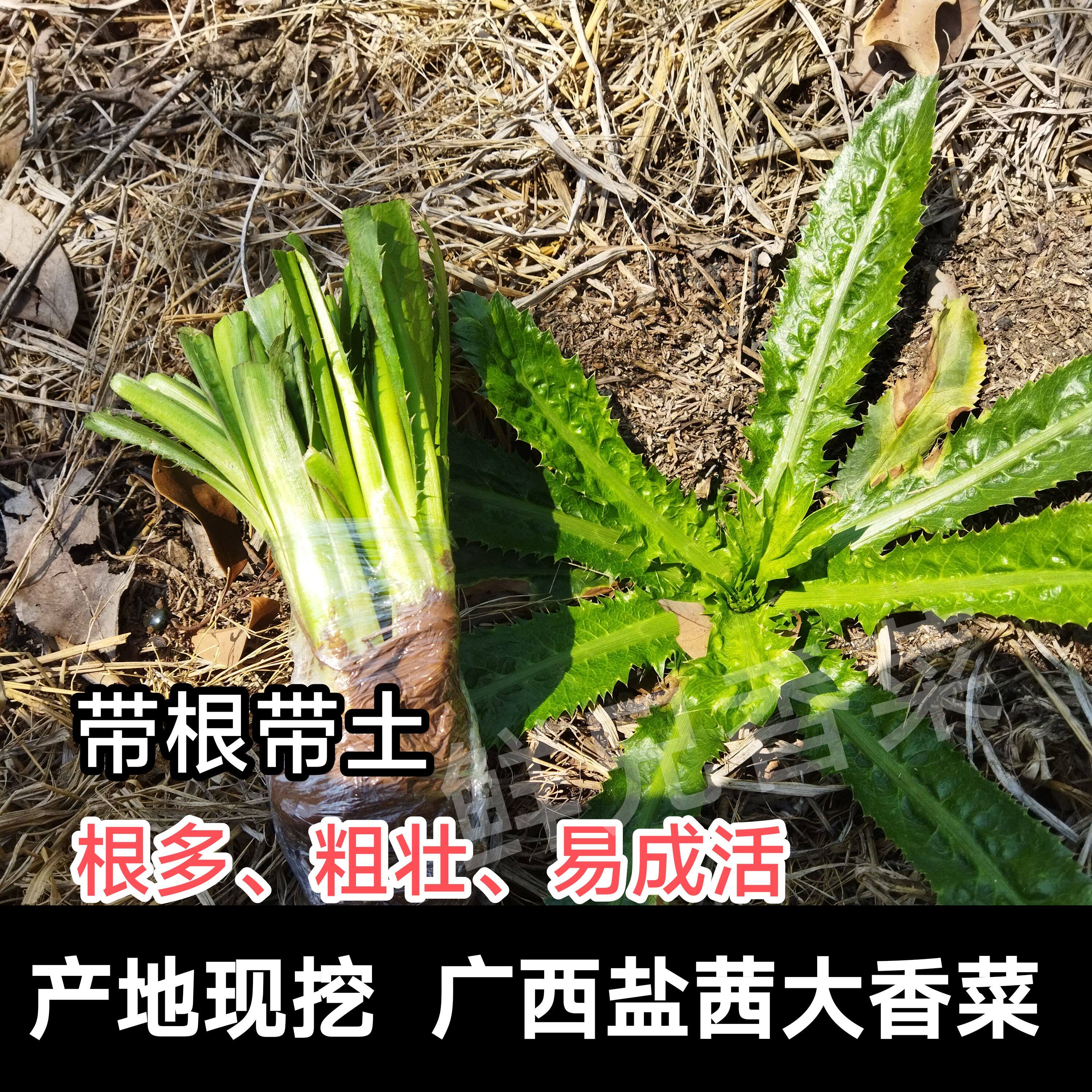 广西大香菜新鲜现挖带根带土山野菜农家自种芫荽火锅刺芹配菜