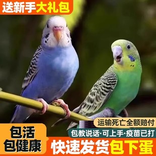 鹦鹉活鸟虎皮鹦鹉鸟类小鸟会学说话的鸟手养宠物小型鹦鹉一公一母