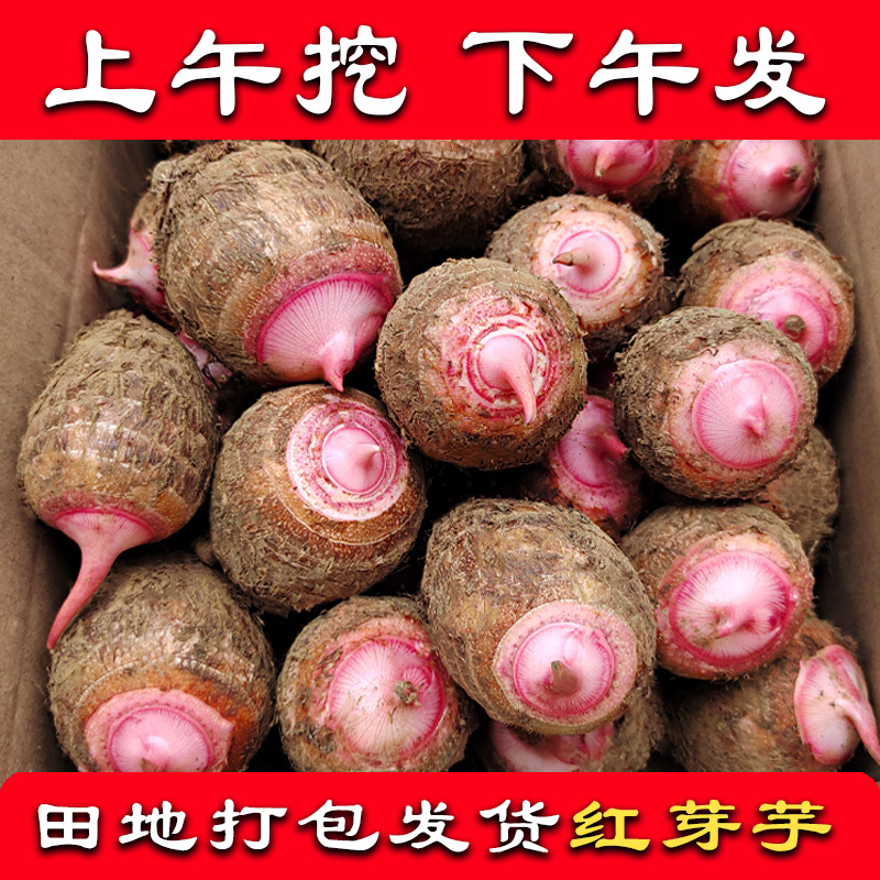 广西红芽芋口感舒适称赞如潮