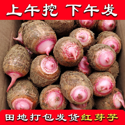 广西红芽芋口感舒适称赞如潮