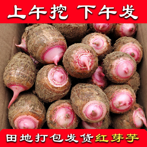 广西红芽芋口感舒适称赞如潮