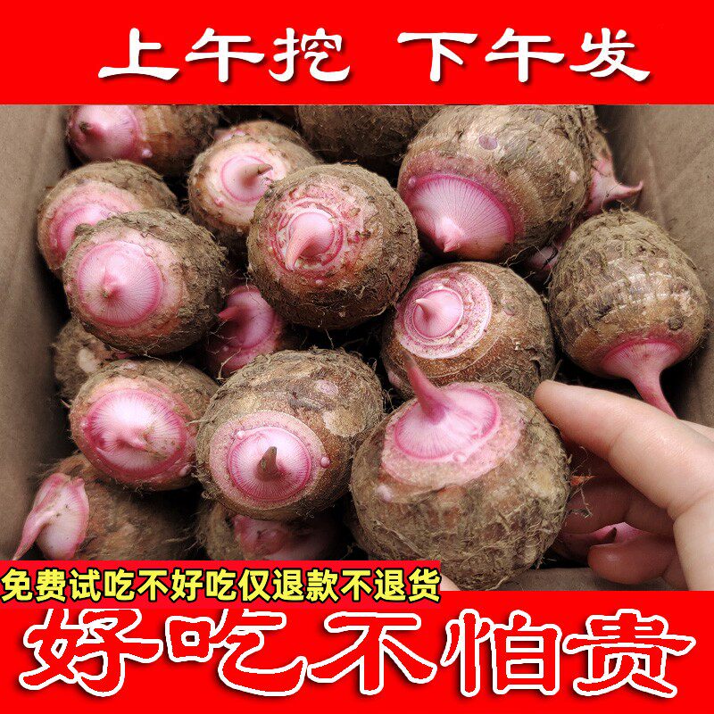免费试吃广西红芽芋称赞如潮