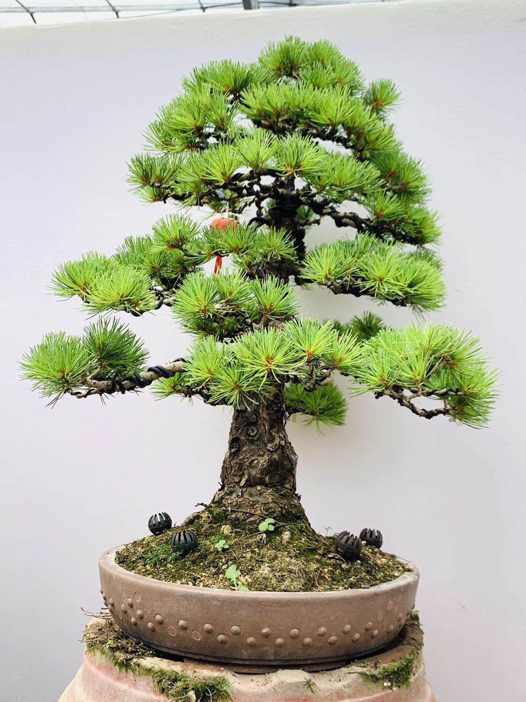 进口正宗短针日本那须五针松盆景大阪松名贵品种绿植矮霸实物拍摄