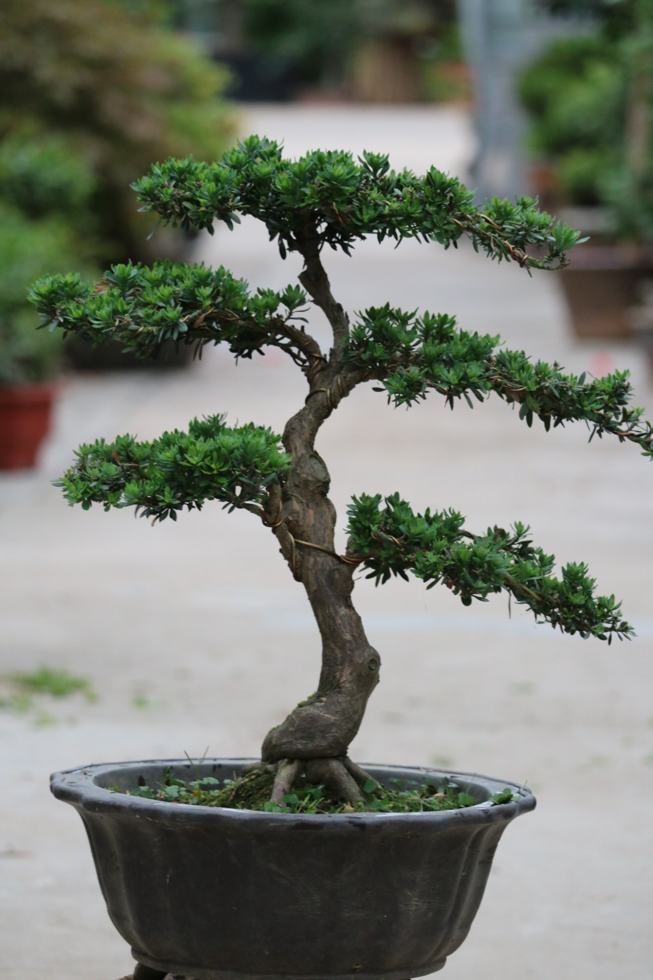 精品罗汉松盆景米叶雀舌菊花罗汉松黑松五针松别墅阳台办公室绿植