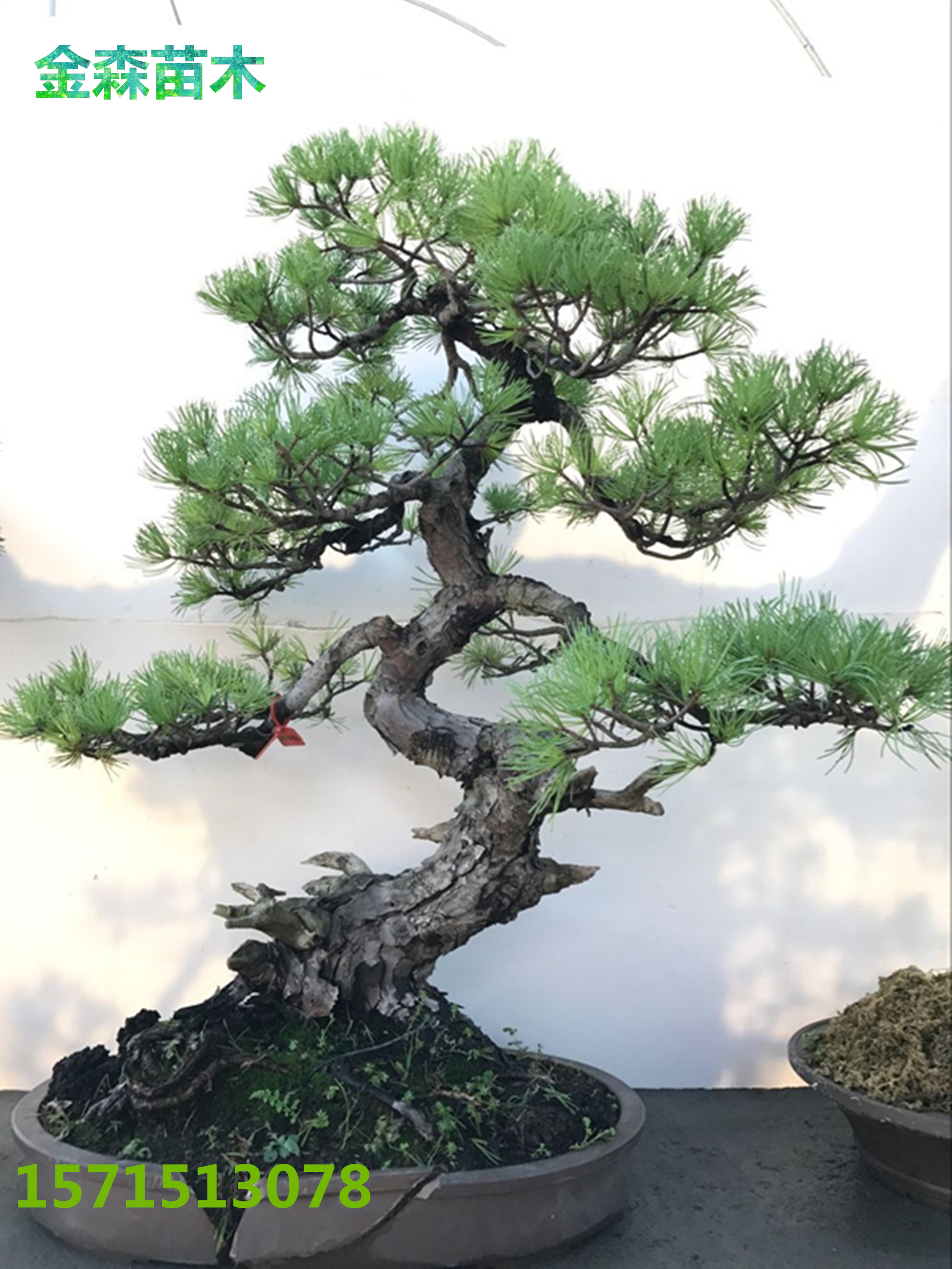 日本老桩老盆  山采 五叶松盆景 日本五针松大树桩那须娘实物