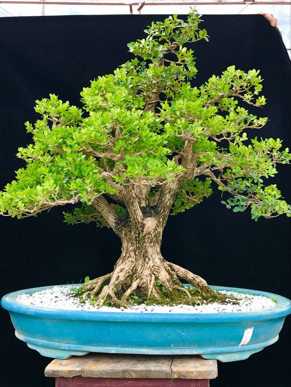 黄杨盆景老桩 根型霸气  出枝鲜明 造型优美 实物拍摄