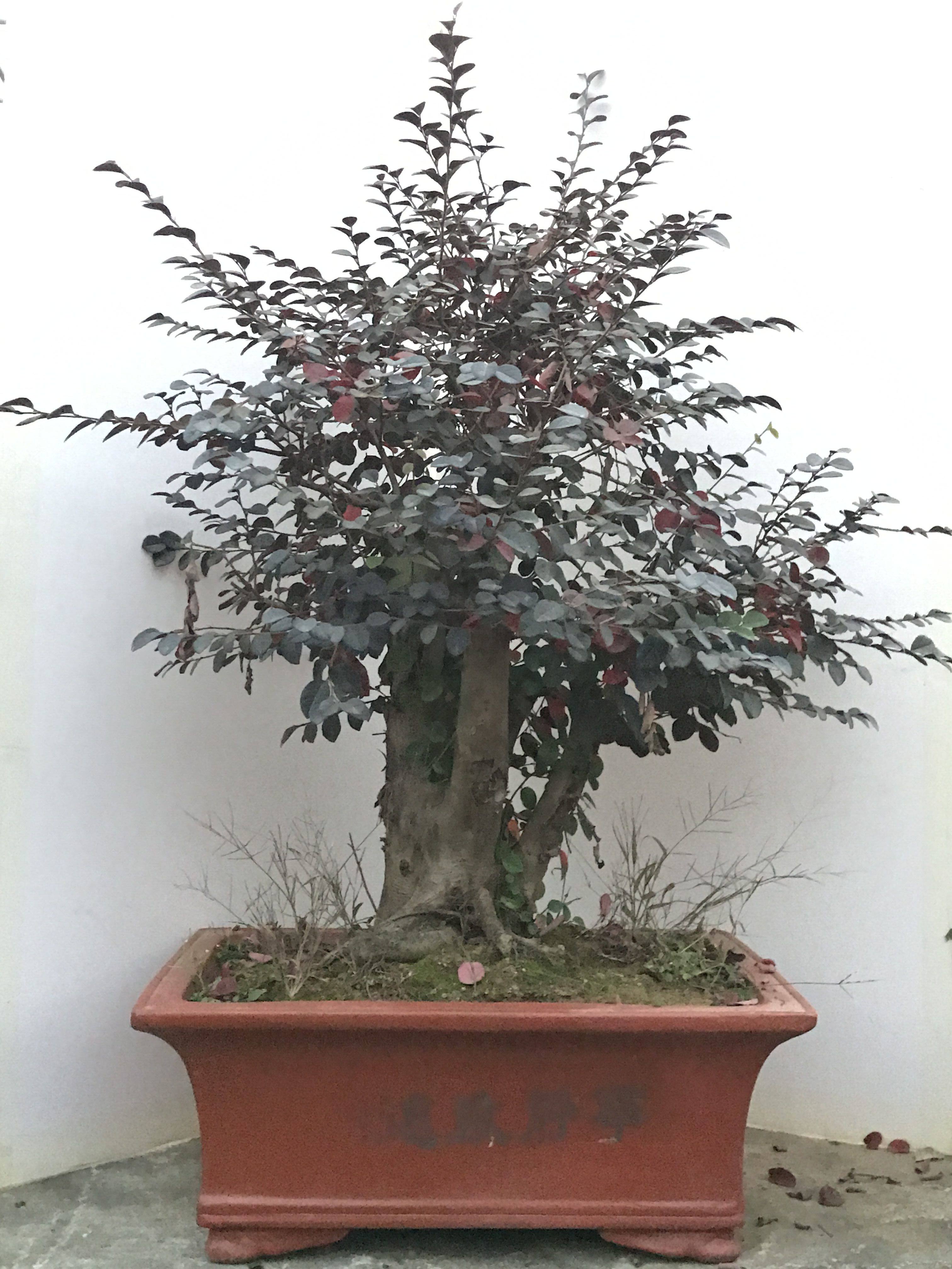 红花檵木树桩盆景 开花中的红花季木 老桩好看更气派红花继木植物