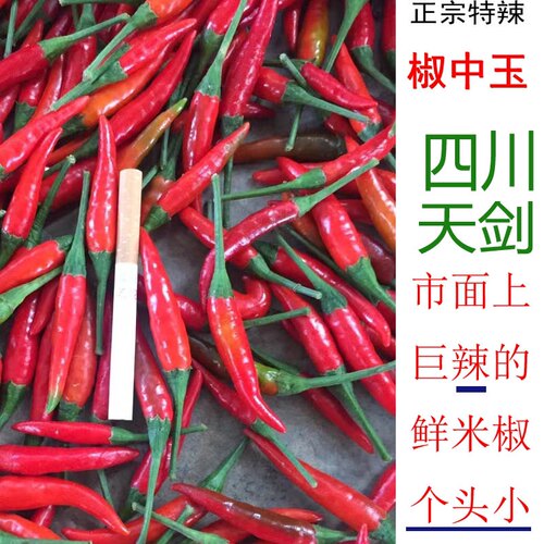 高端川菜饭店用椒中玉红小米椒新鲜现摘四川天剑小米辣川菜红海椒