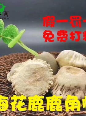 250克梅花鹿角帽整个鹿角冒梅花鹿角鹿托盘鹿粉脱盘包邮雕刻