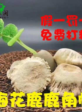 250克梅花鹿角帽整个冒盘粉鹿角