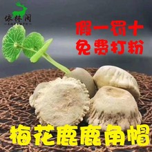 250克梅花廘角帽整个鹿角冒梅花鹿角鹿托盘鹿粉脱盘 包邮