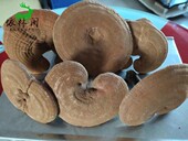 半斤长白山赤灵芝东北特产赤芝煲汤炖鸡泡酒补品250g紫灵芝片 包邮