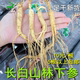 5根 长白山林下参人参东北生晒人参干货整枝送礼煲汤泡酒趴货 包邮