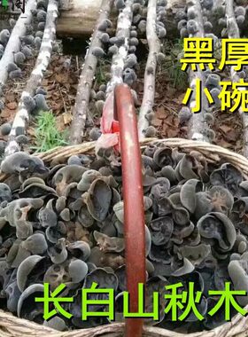 长白山黑木耳秋耳椴木无根秋木耳