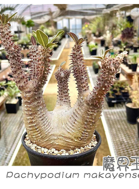 绿阳新意 魔界玉Pachypodium makayense 棒槌树属多肉块根植物