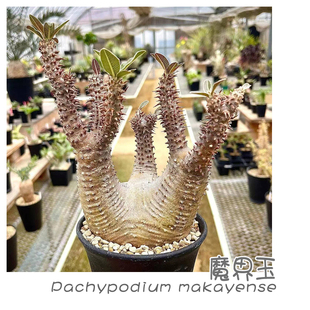 棒槌树属多肉块根植物 makayense 绿阳新意 魔界玉Pachypodium