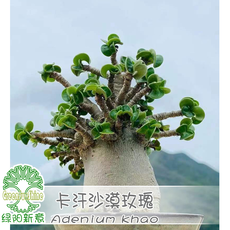 卡汉羊角沙漠玫瑰石化品种