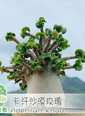 绿阳新意 卡汉羊角沙漠玫瑰Adenium khao多肉块根盆栽石化品种