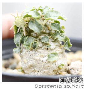 sp.Mait Dorstenia 小型琉桑硫桑多肉块根植物 白皮琉桑 绿阳新意