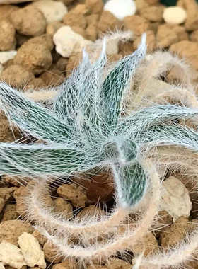 金刚钻弹簧草球根植物石蒜科