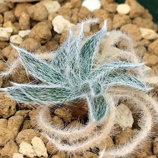 伏地金刚钻弹簧草球根植物实生苗 longistyla 绿阳新意 Gethyllis
