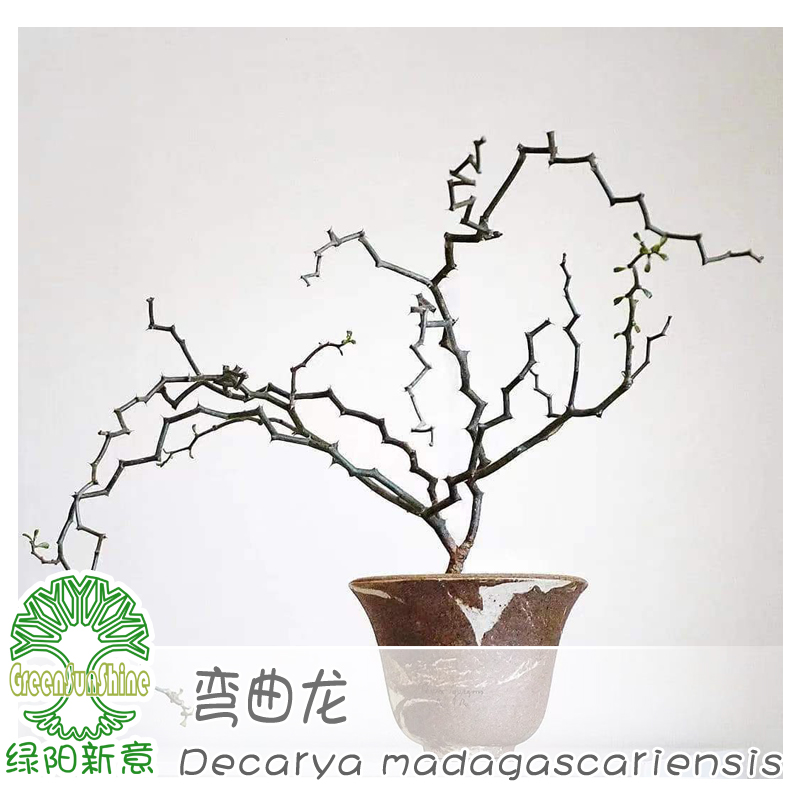 弯曲龙盆栽块根趣味植物