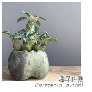 lavrani Dorstenia 琉桑属块根植物硫桑植物 椰子琉桑 绿阳新意