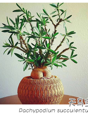 绿阳新意 天马空Pachypodium succulentum棒槌树属多肉块根植物