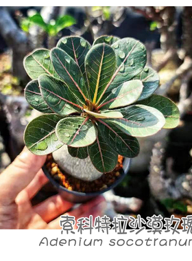 绿阳新意 索科特拉沙漠玫瑰 Adenium socotranum多肉块根盆栽植物