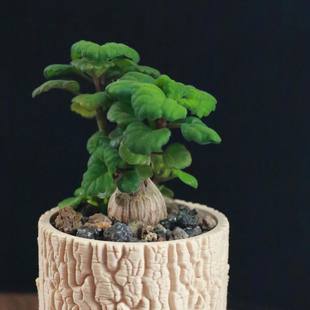 绿阳新意 ernstii唇形科延命草属香茶属 爱氏延命草Plectranthus