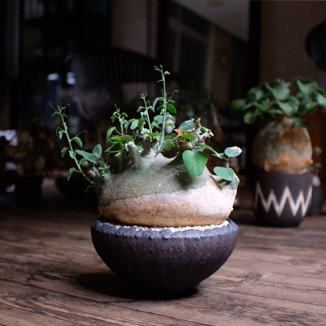 绿阳新意 Adenia pechuelii 象足西番莲西番莲属块根盆栽多肉植物