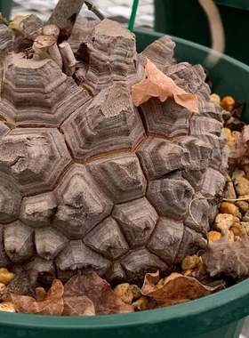 龟甲龙块根植物盆栽一物一拍