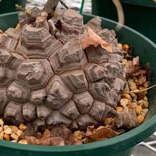 elephantipes Dioscorea 块根藤蔓植物 南非龟甲龙 绿阳新意