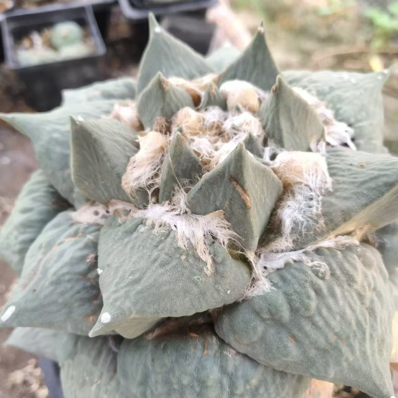 绿阳新意 仙人掌科植物草球玉牡丹龙牙牡丹花牡丹龙鳞菜花龟甲