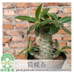 绿阳新意筒蝶春Pachypodium horombense棒捶树属块根植物盆栽绿植