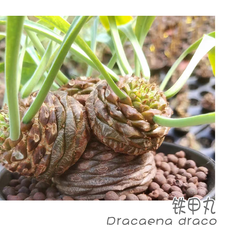 铁甲丸多肉块根植物盆栽大戟属