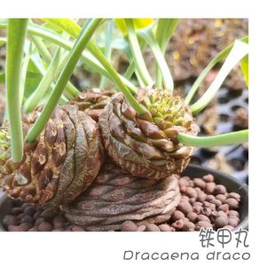 绿阳新意 bupleurifolia大戟属多肉块根植物 铁甲丸Euphorbia