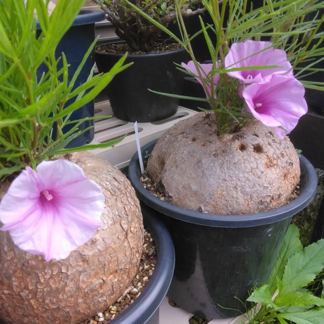 绿阳新意 何鲁牵牛 Ipomoea holubii东非莫桑比克番薯属块根盆栽