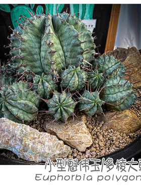 绿阳新意 魁伟玉Euphorbia polygonar大戟科大戟属块根盆栽植物