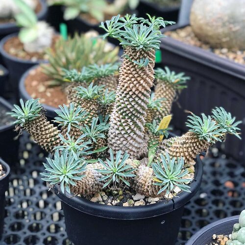 铁甲麒麟大戟属块根植物